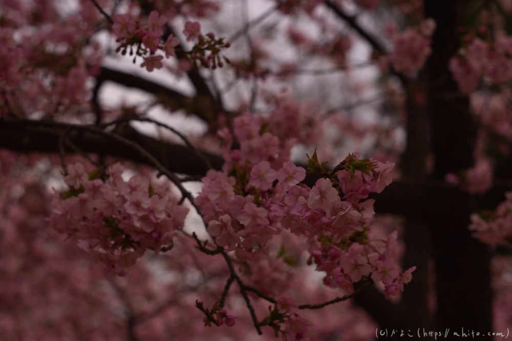 朝日が昇る河津桜 - 16