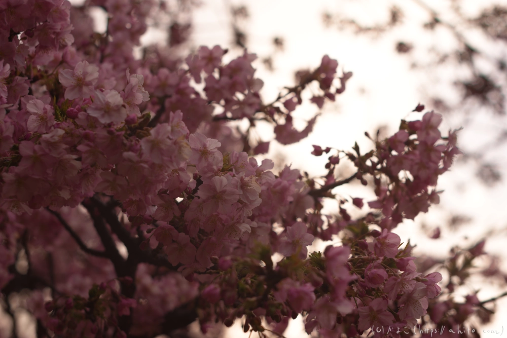 朝日が昇る河津桜 - 17