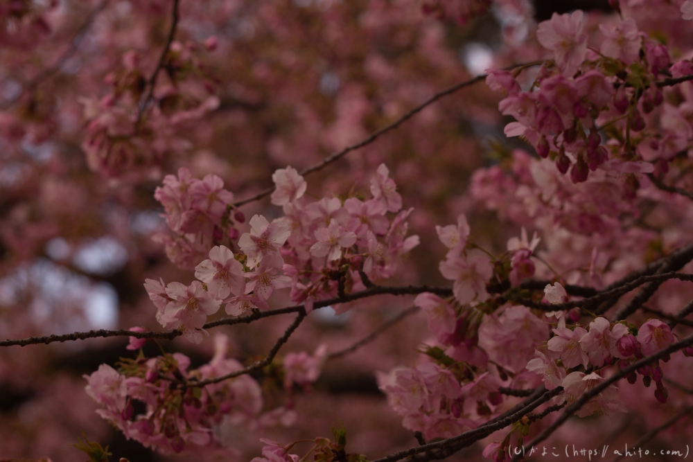 朝日が昇る河津桜 - 18