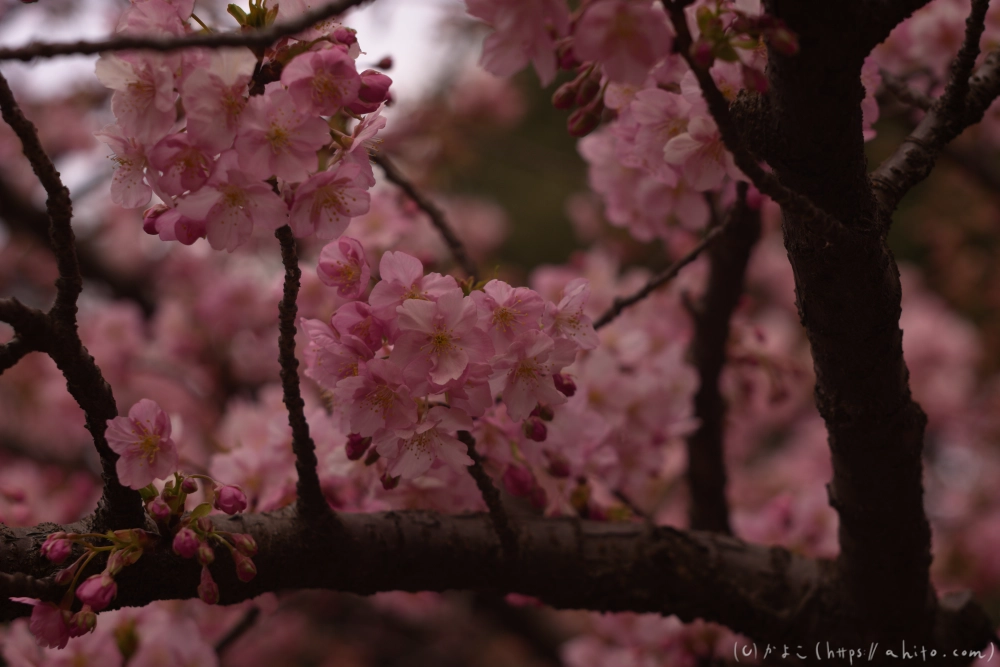 朝日が昇る河津桜 - 19