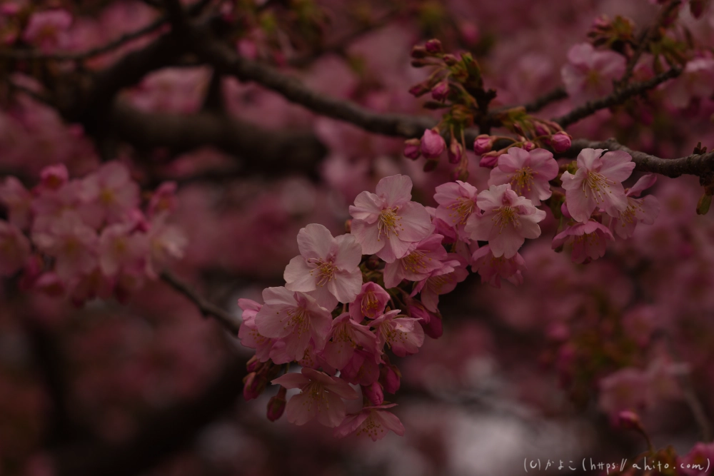 朝日が昇る河津桜 - 20