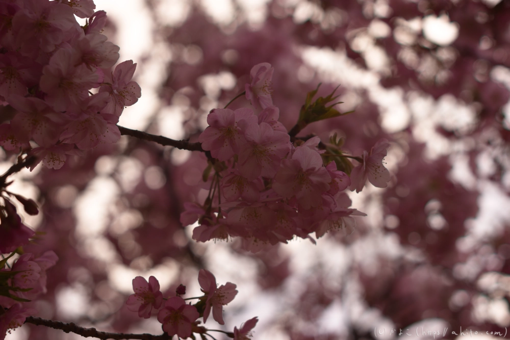 朝日が昇る河津桜 - 21