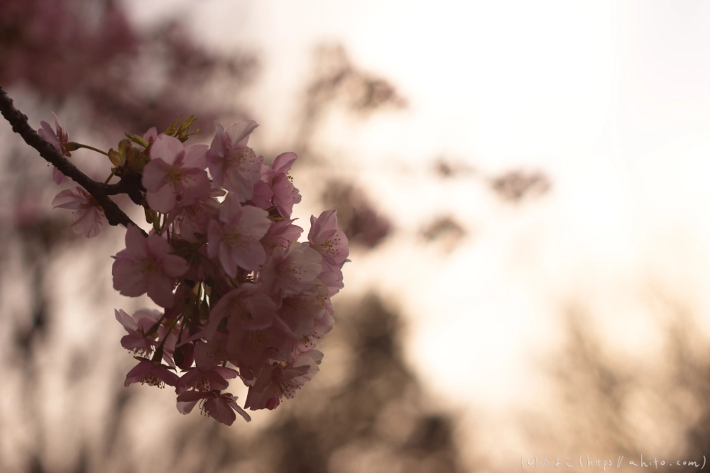 朝日が昇る河津桜 - 22