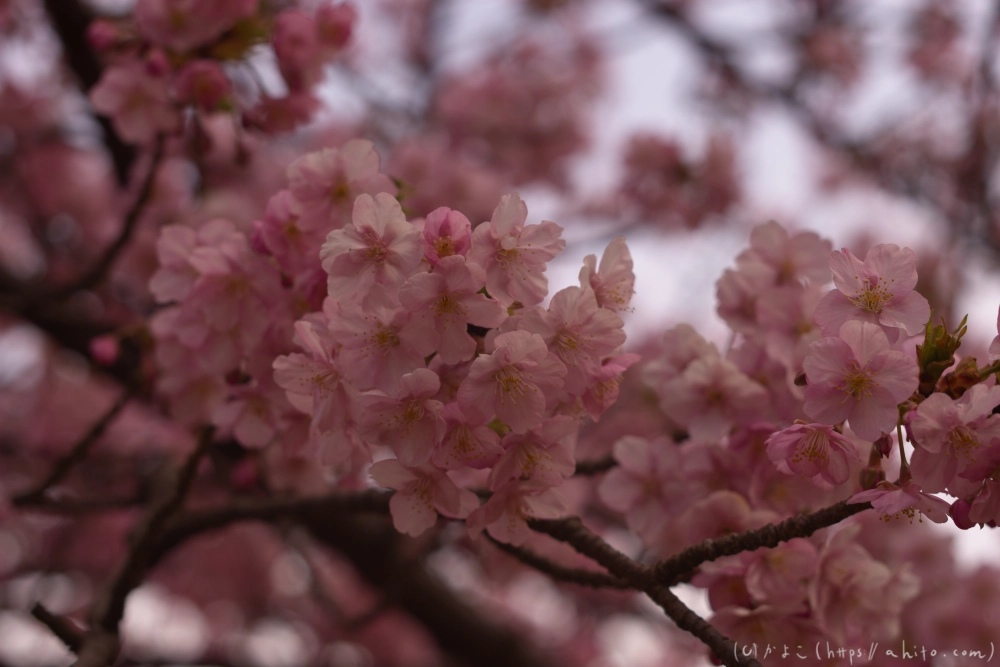 朝日が昇る河津桜 - 23