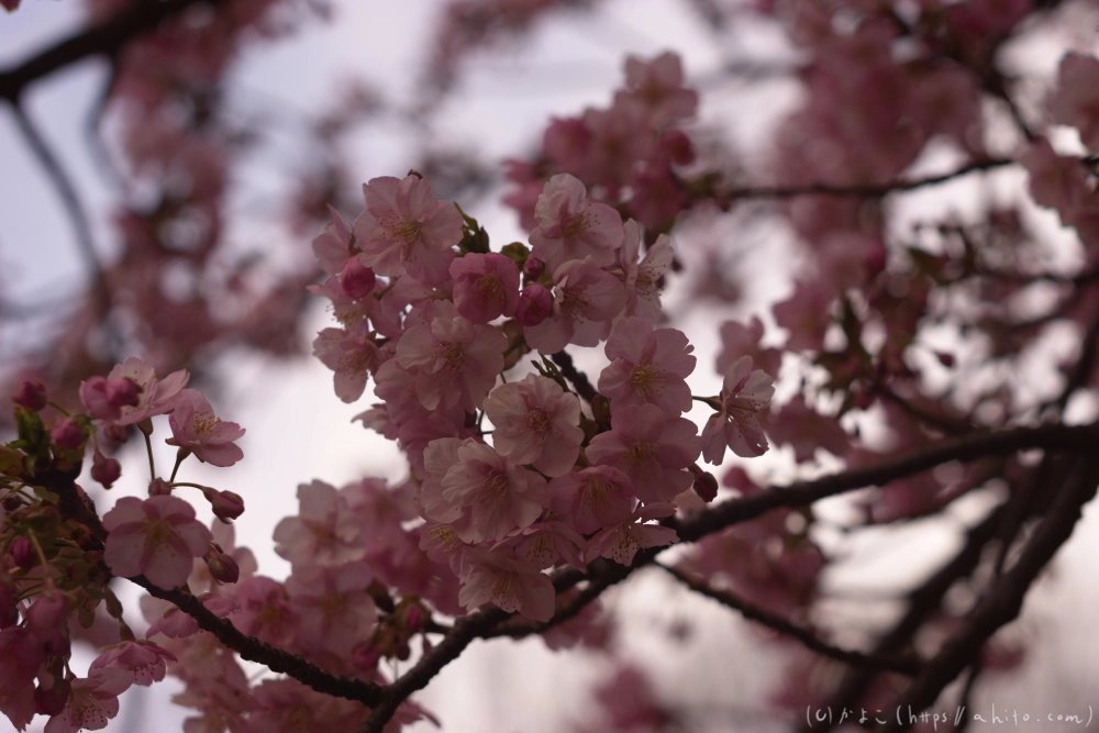 朝日が昇る河津桜 - 24