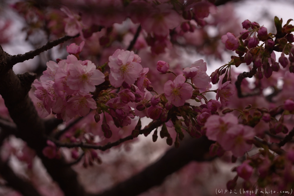 朝日が昇る河津桜 - 25