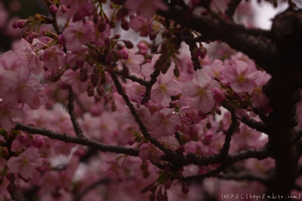 朝日が昇る河津桜 - 26