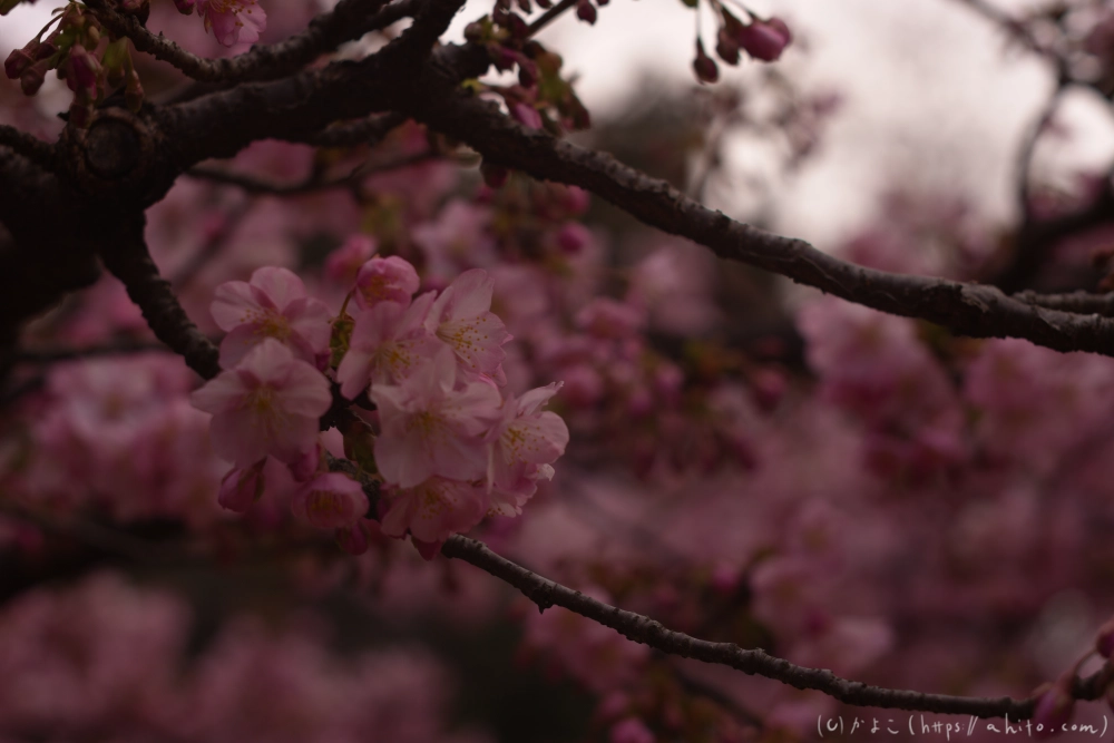 朝日が昇る河津桜 - 27