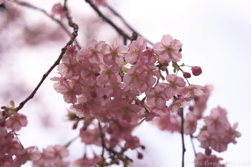 朝日が昇る河津桜 - 28