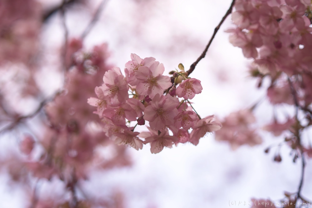 朝日が昇る河津桜 - 29