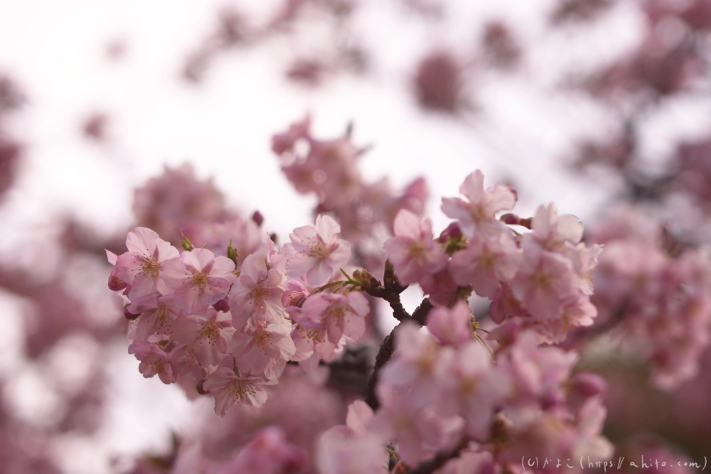 朝日が昇る河津桜 - 31