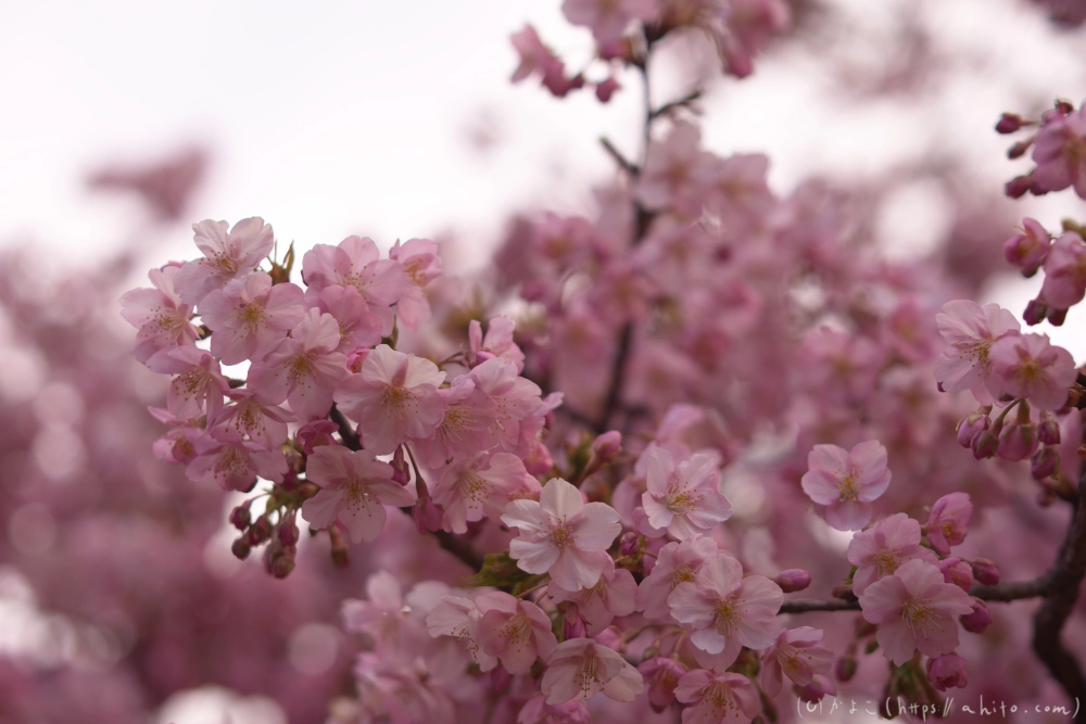 朝日が昇る河津桜 - 32