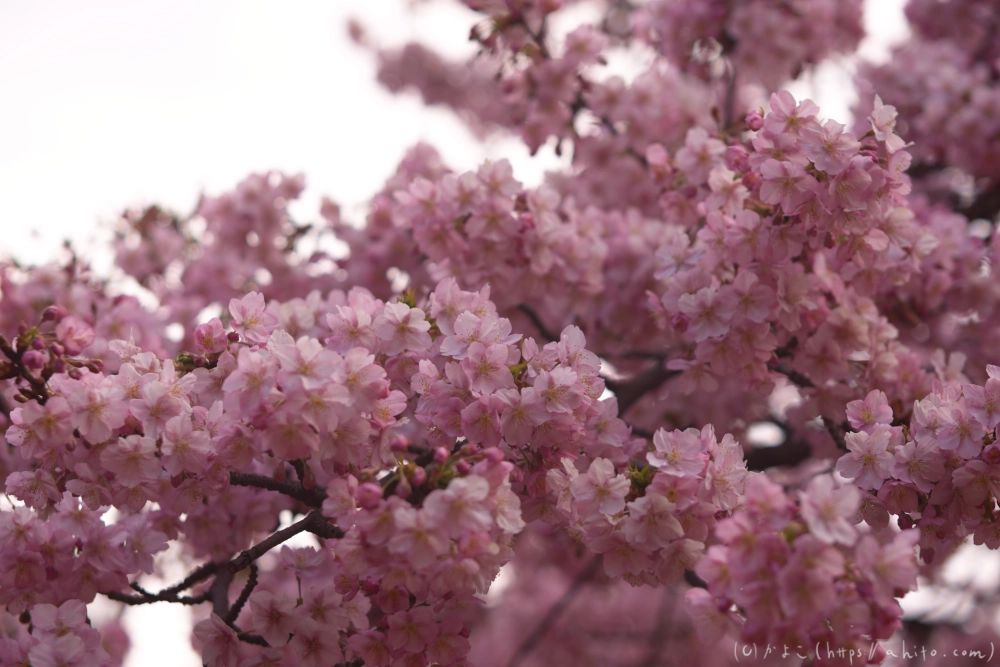 朝日が昇る河津桜 - 33