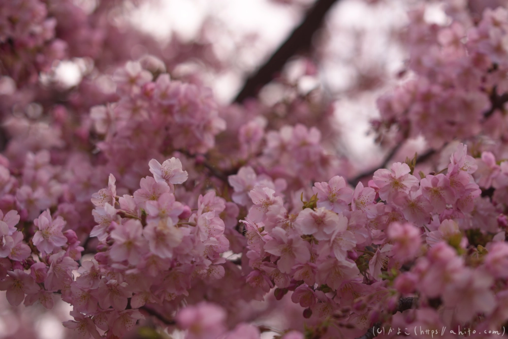 朝日が昇る河津桜 - 34