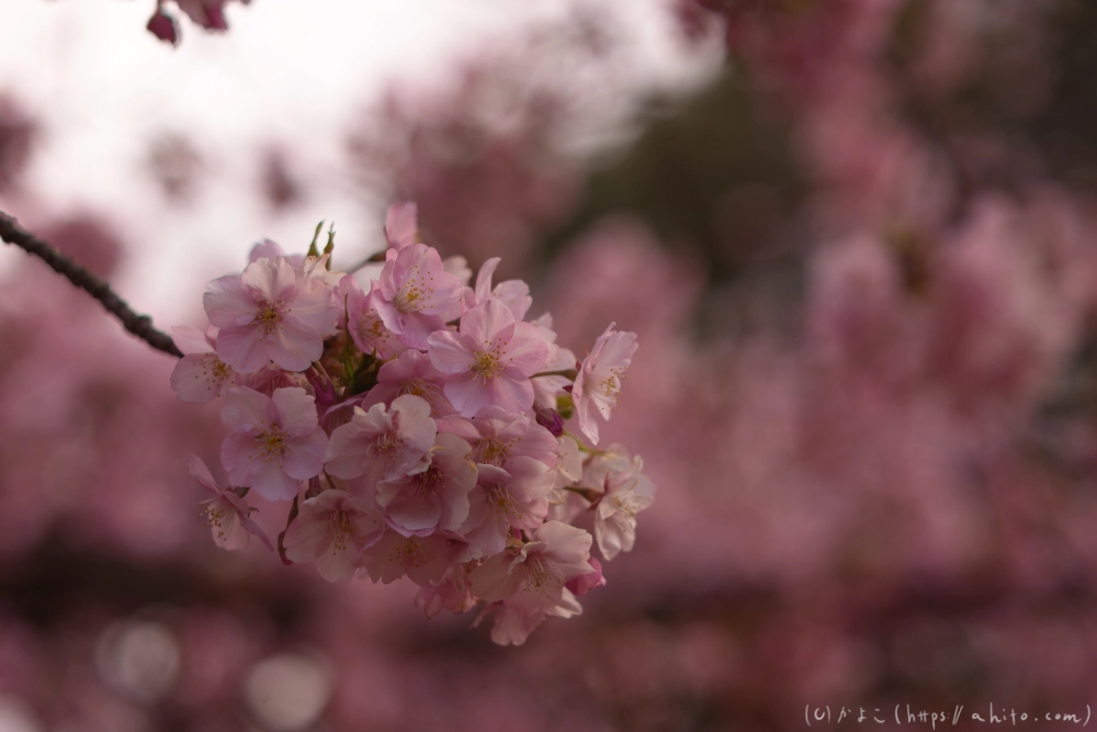 朝日が昇る河津桜 - 35