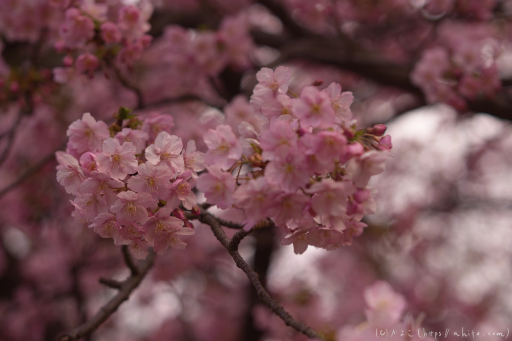 朝日が昇る河津桜 - 36