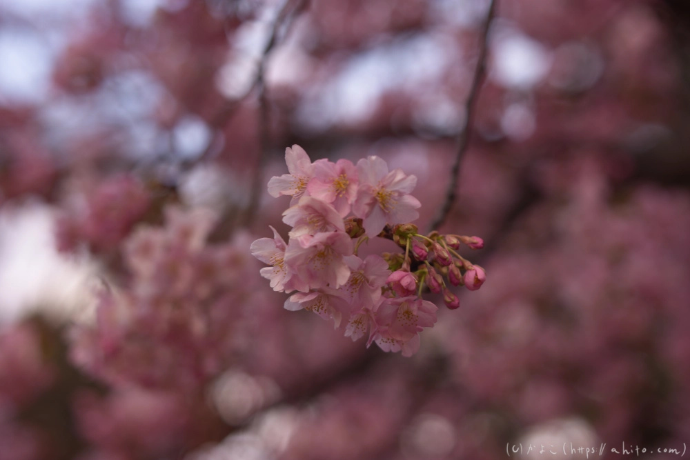 朝日が昇る河津桜 - 37