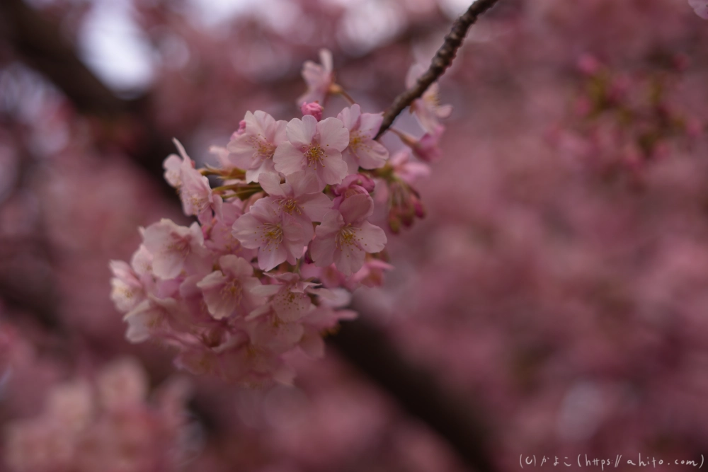 朝日が昇る河津桜 - 38