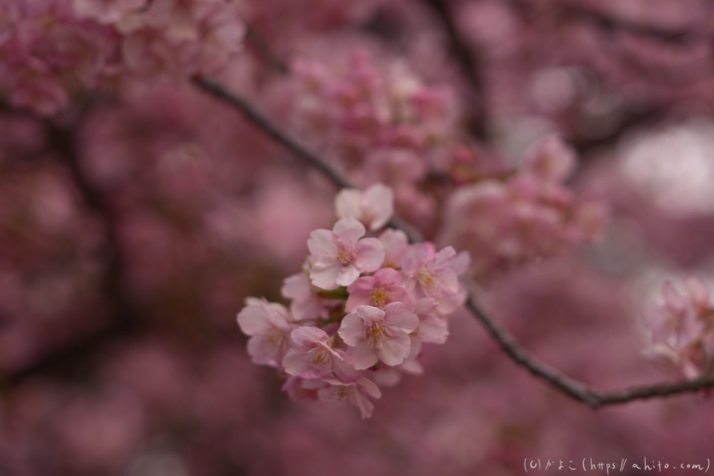 朝日が昇る河津桜 - 39