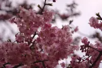 朝日が昇る河津桜