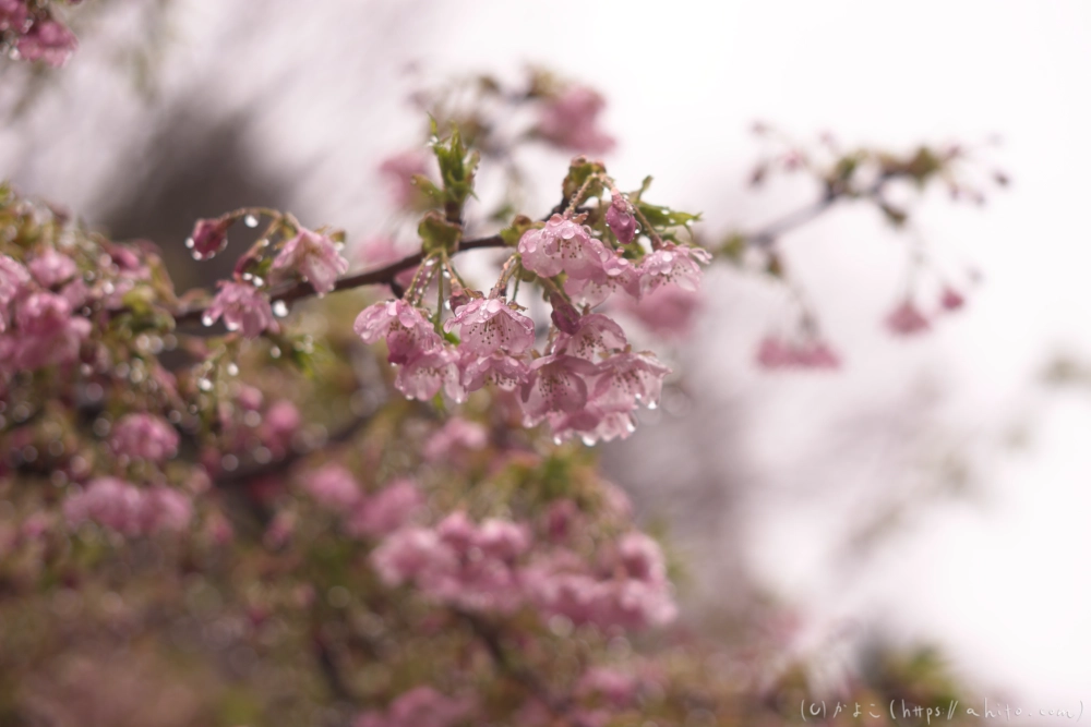 雨の中の河津桜 - 01