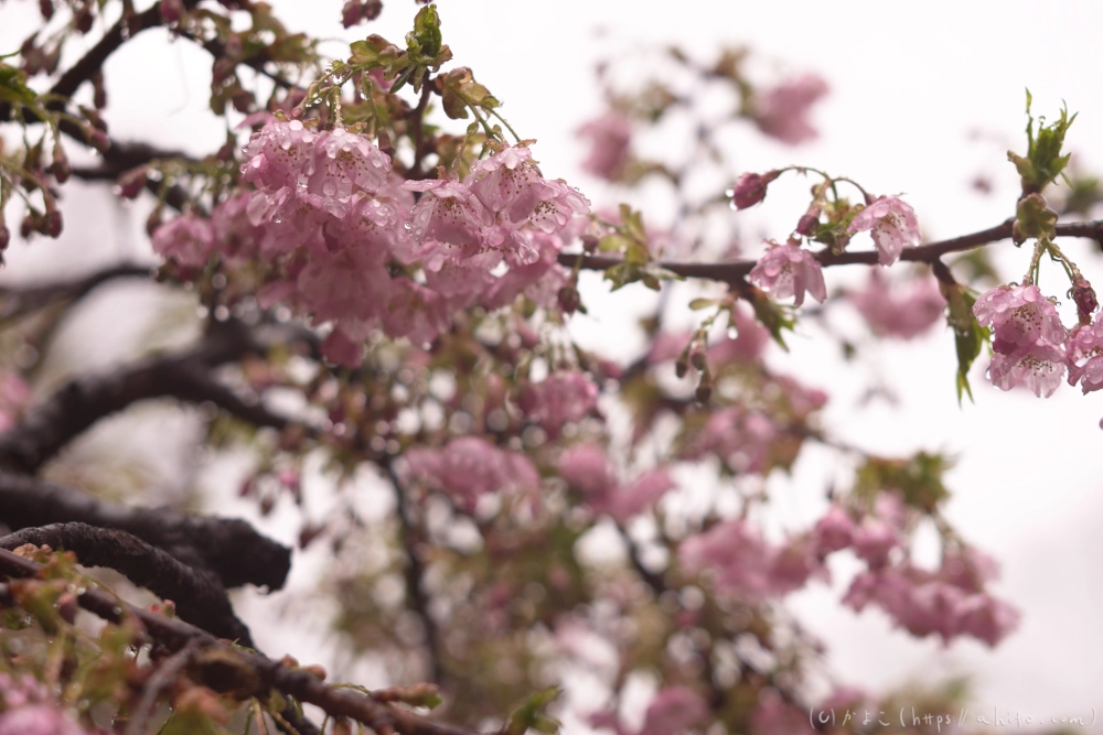 雨の中の河津桜 - 02