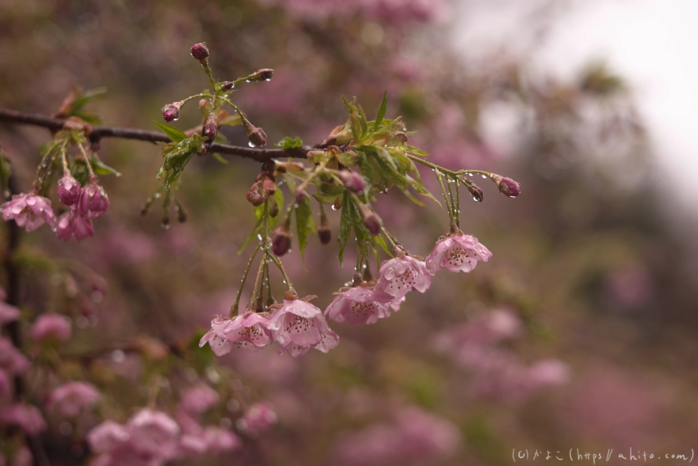 雨の中の河津桜 - 03