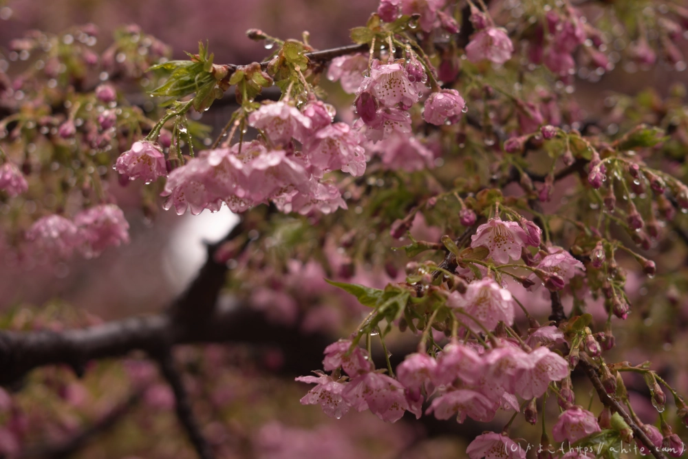 雨の中の河津桜 - 04