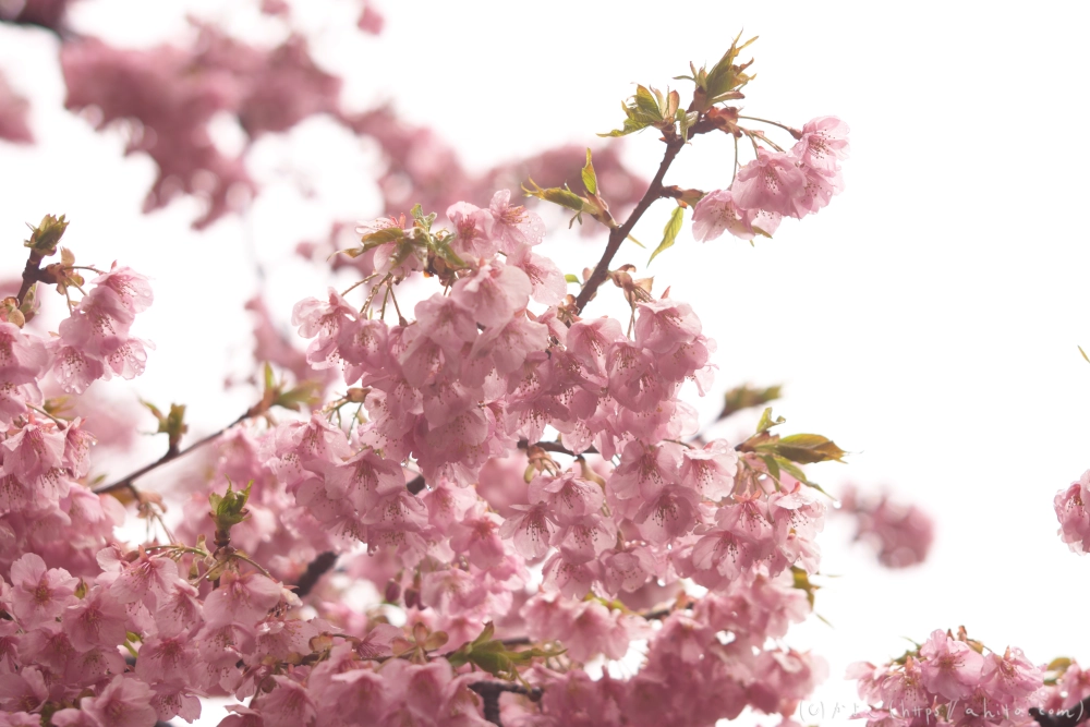 雨の中の河津桜 - 05