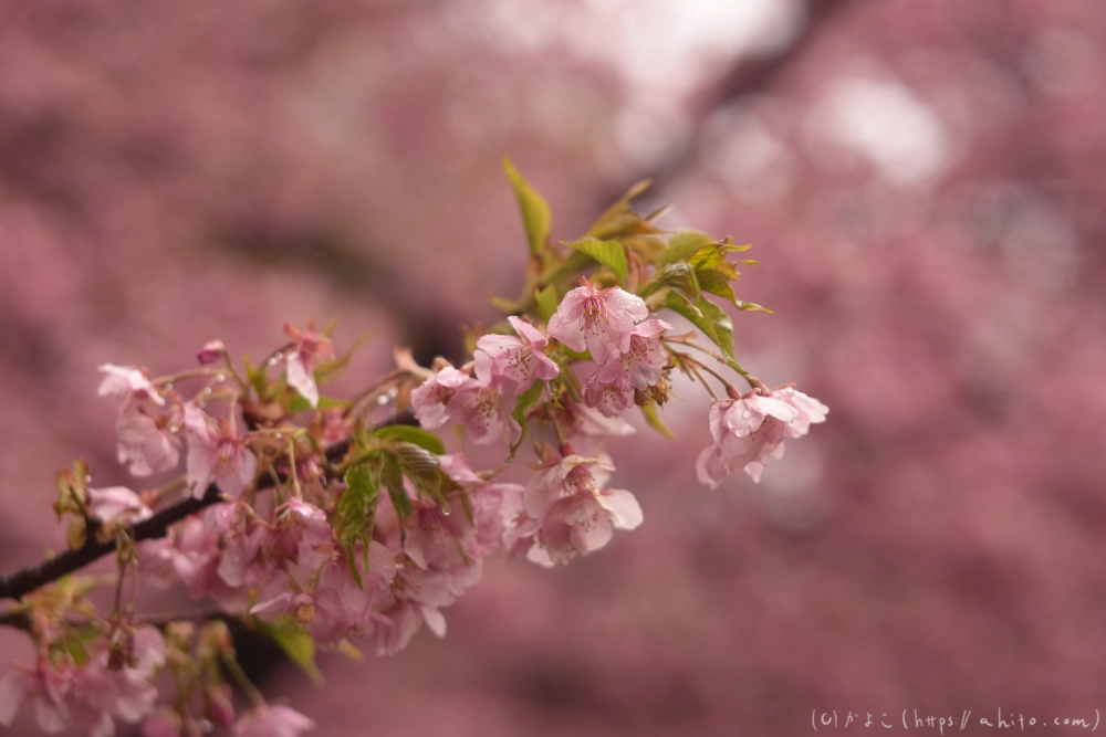 雨の中の河津桜 - 06