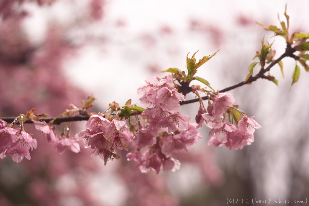 雨の中の河津桜 - 07