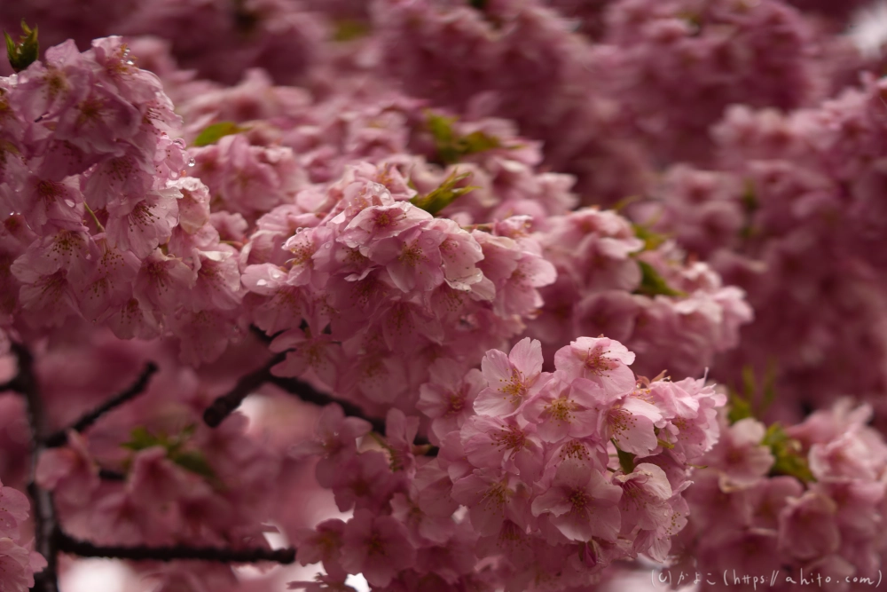 雨の中の河津桜 - 08