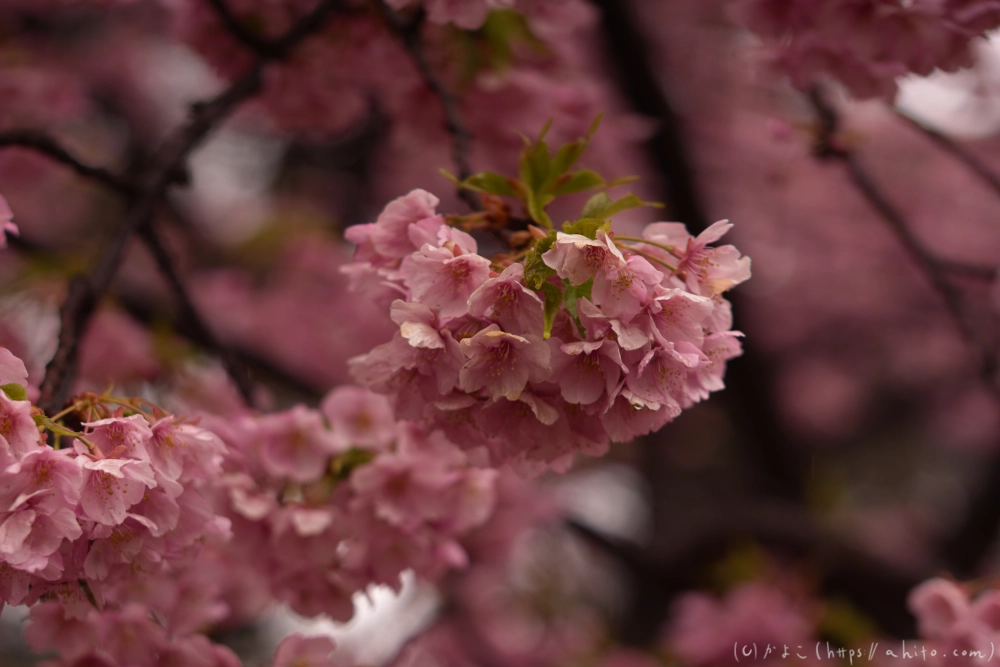 雨の中の河津桜 - 09