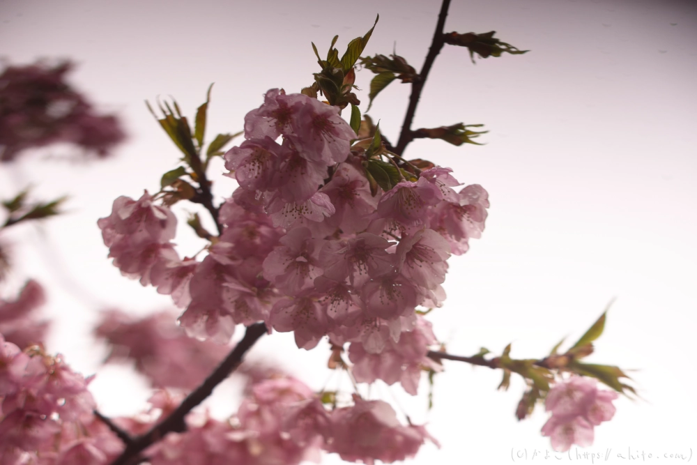 雨の中の河津桜 - 10