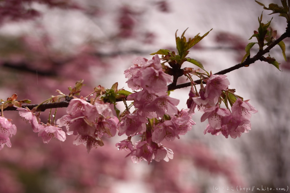 雨の中の河津桜 - 11