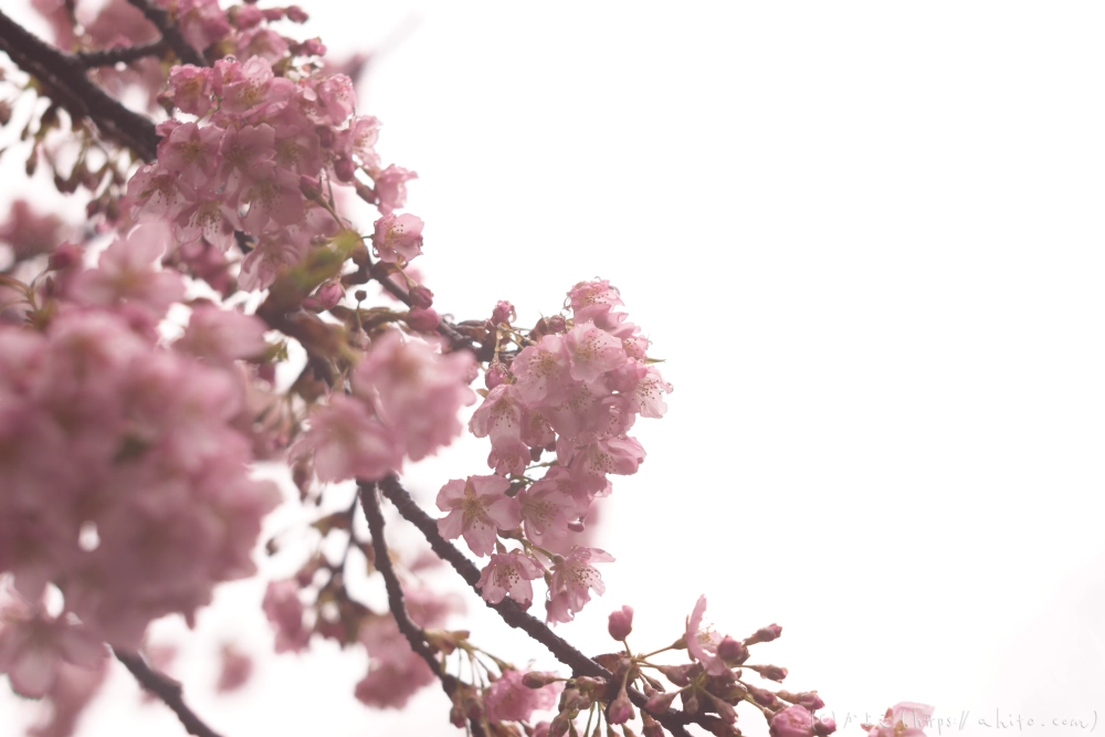 雨の中の河津桜 - 12