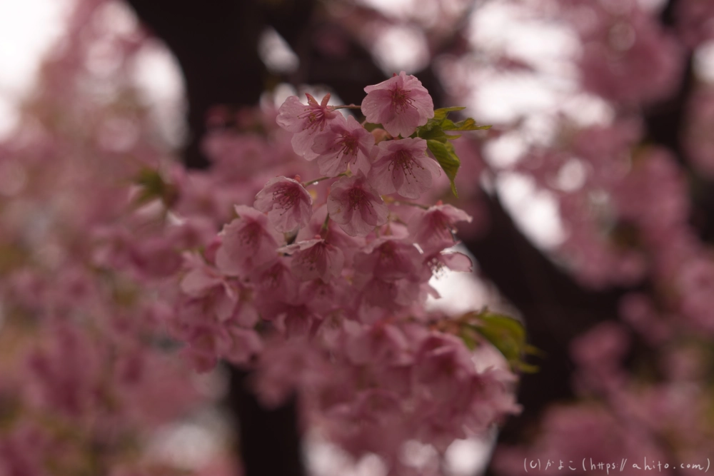 雨の中の河津桜 - 13