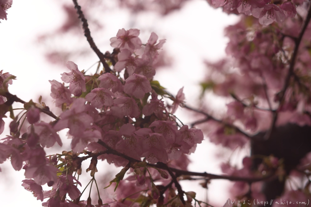 雨の中の河津桜 - 14