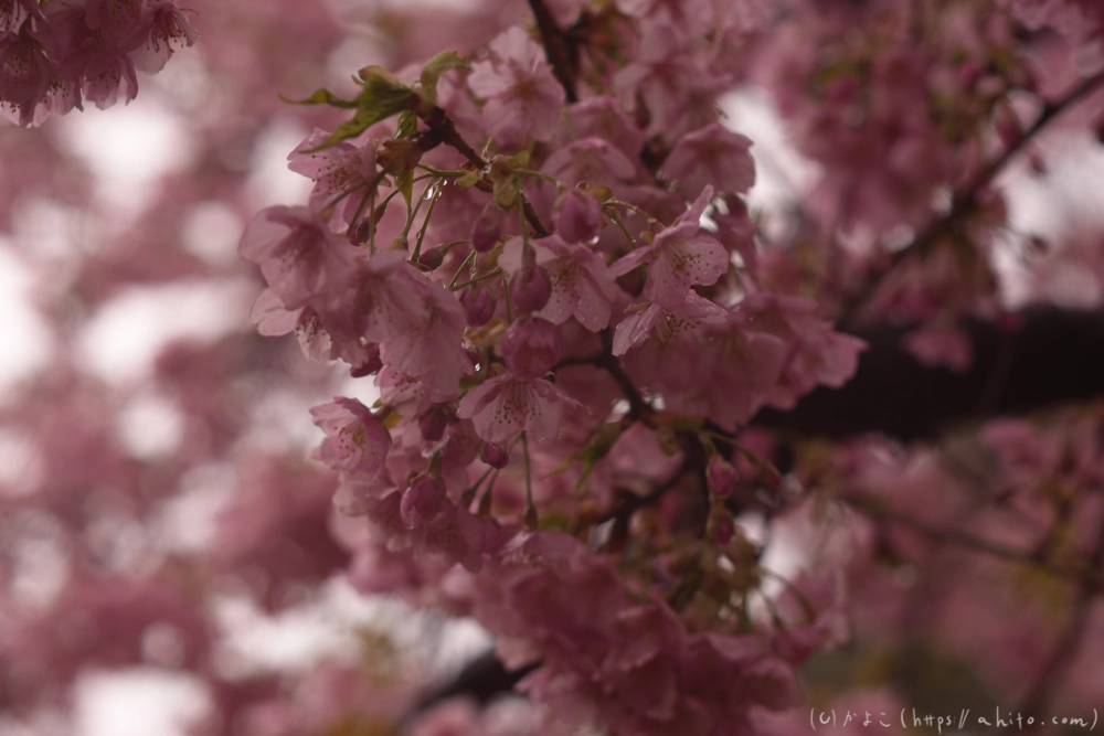 雨の中の河津桜 - 15