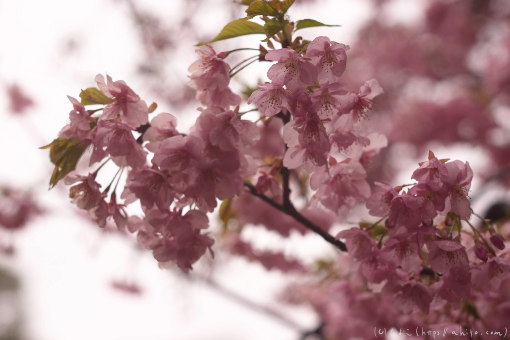 雨の中の河津桜 - 16