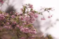 雨の中の河津桜