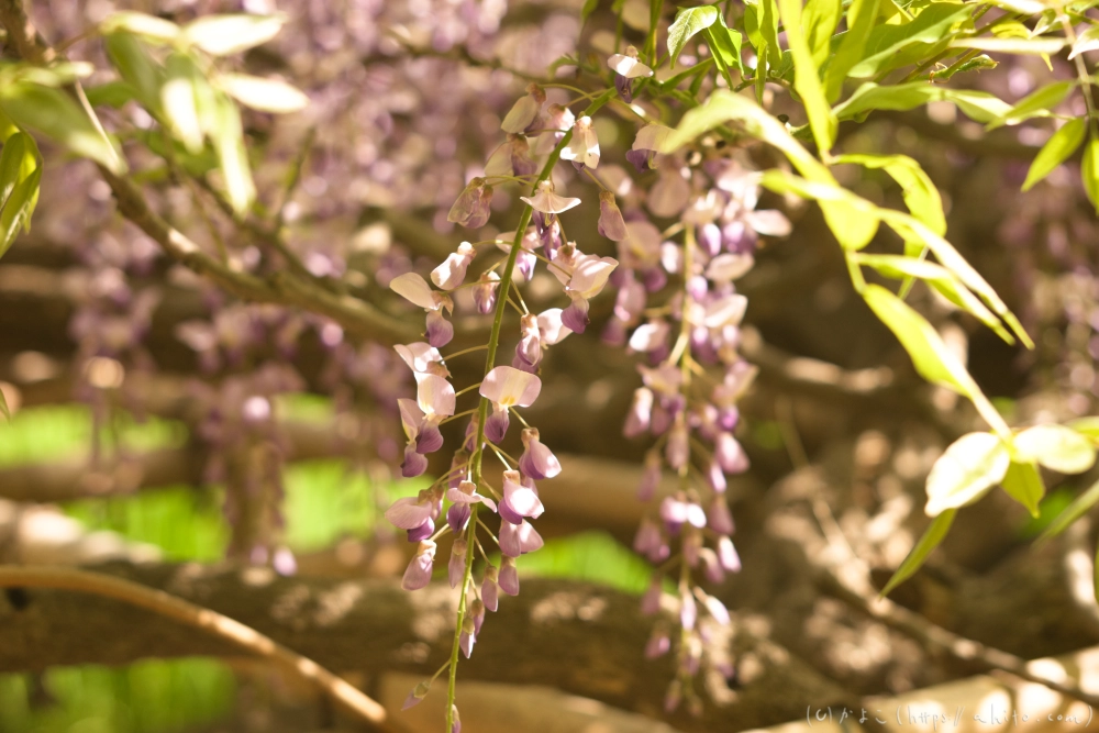 フジの花 - 01