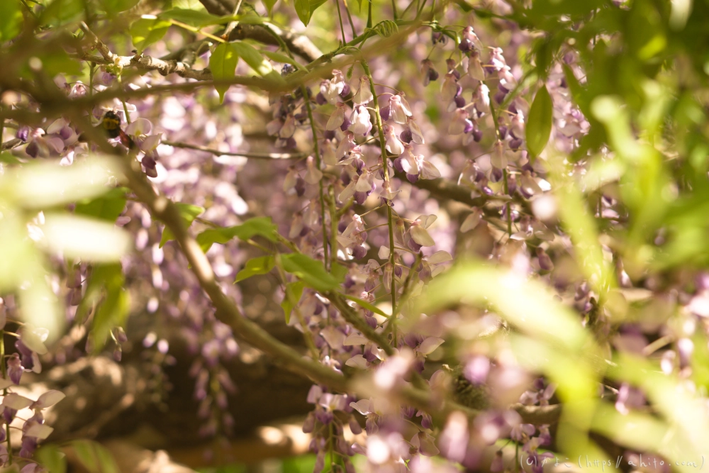 フジの花 - 09