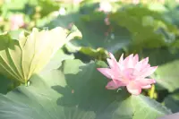 不忍池の蓮のイメージ画像