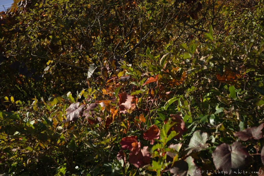 谷川岳とおにぎり山(2) - 02