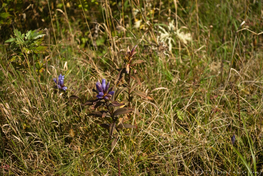 谷川岳とおにぎり山(2) - 18