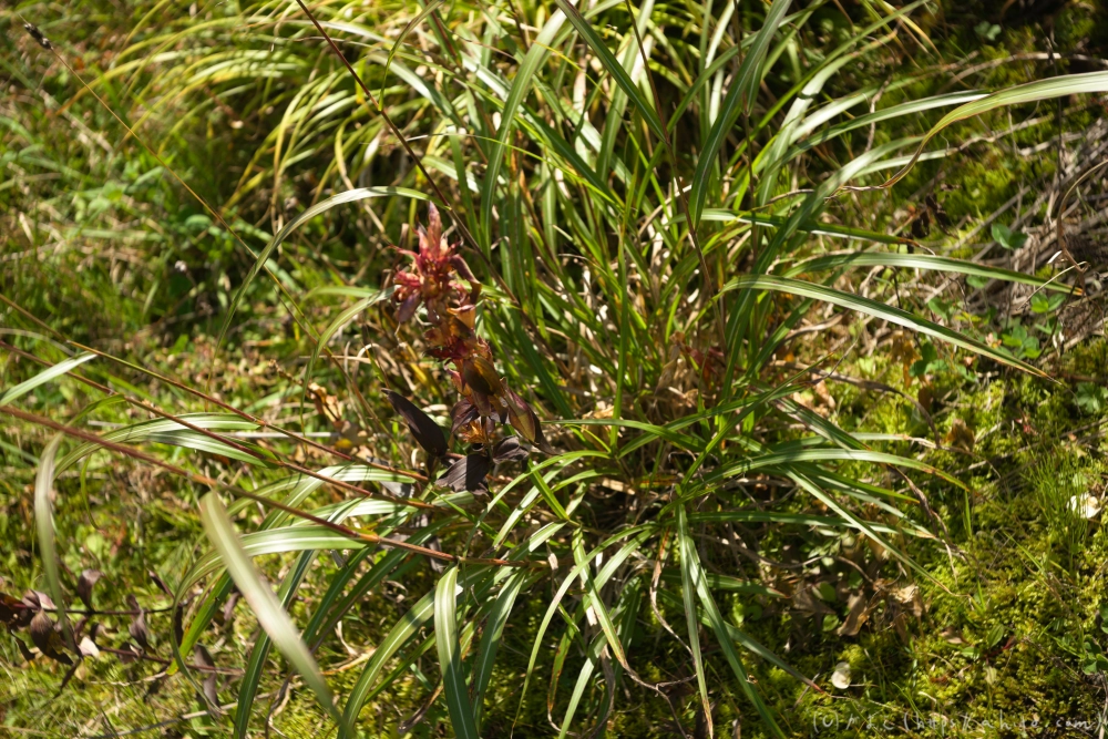 谷川岳とおにぎり山(2) - 21