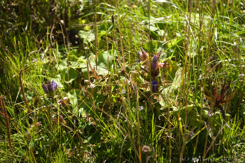 谷川岳とおにぎり山(2) - 22