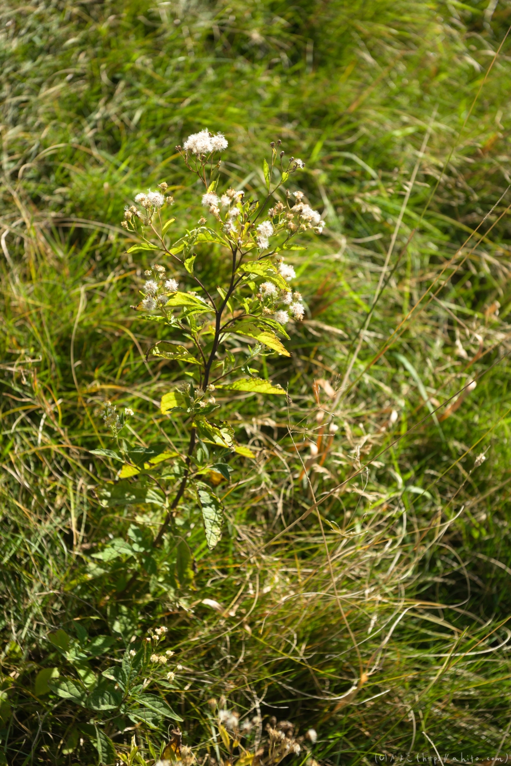 谷川岳とおにぎり山(2) - 26