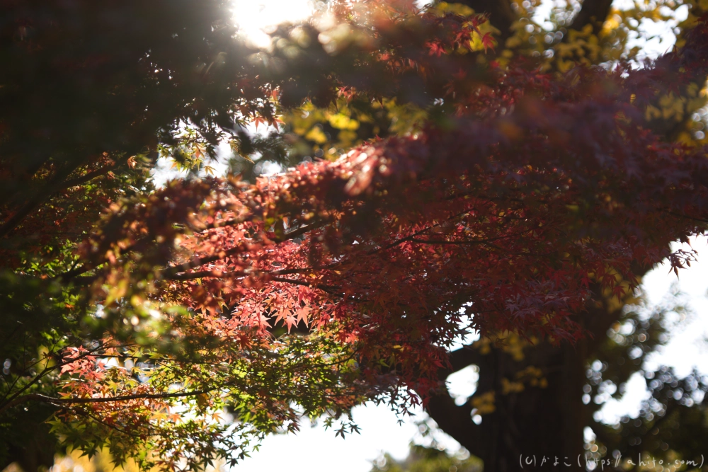 紅葉 - 02